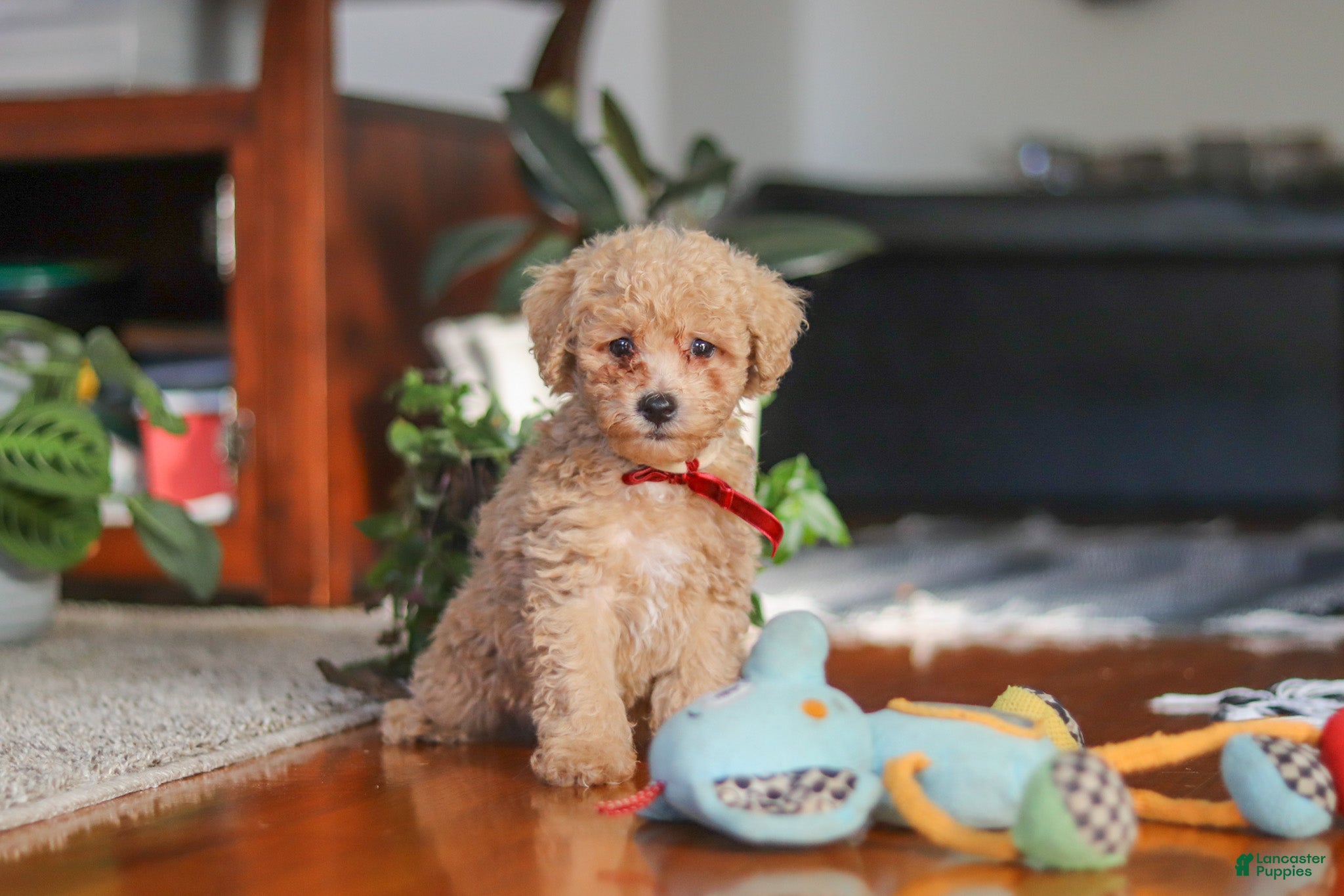 Miniature Poodle dogs Brady - Ad 2