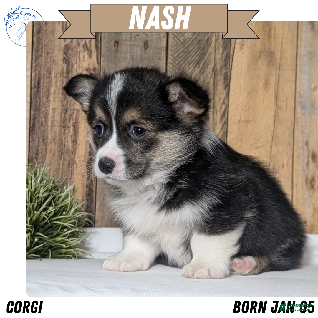 Welsh Corgi Pembroke dogs Nash - Ad 1