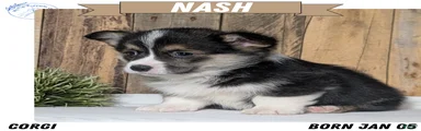 Nash