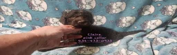 Standard Poodle dogs for sale: Claire - Ad 5