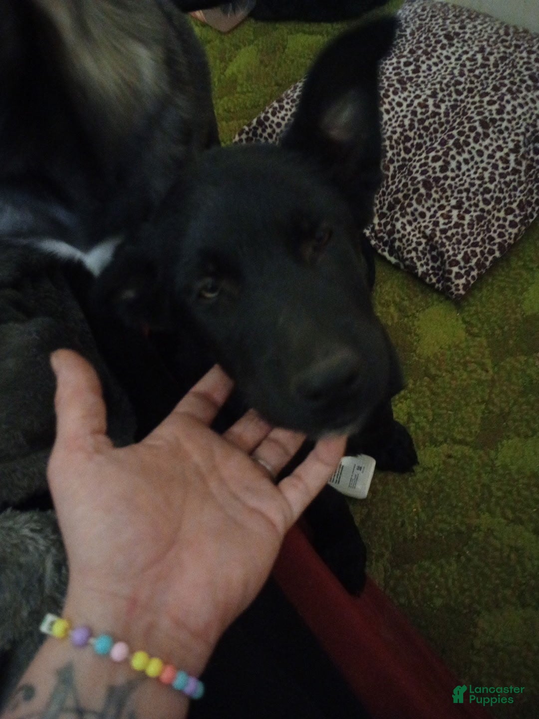 Mixed Breed dogs Mixed Breed Puppy 4 - Ad 25