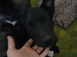 Mixed Breed dogs Mixed Breed Puppy 4 - Ad 25