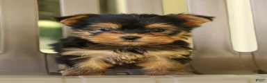 Darla