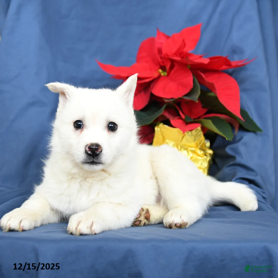 Mixed Breed dogs for sale: Cotton - Ad 4