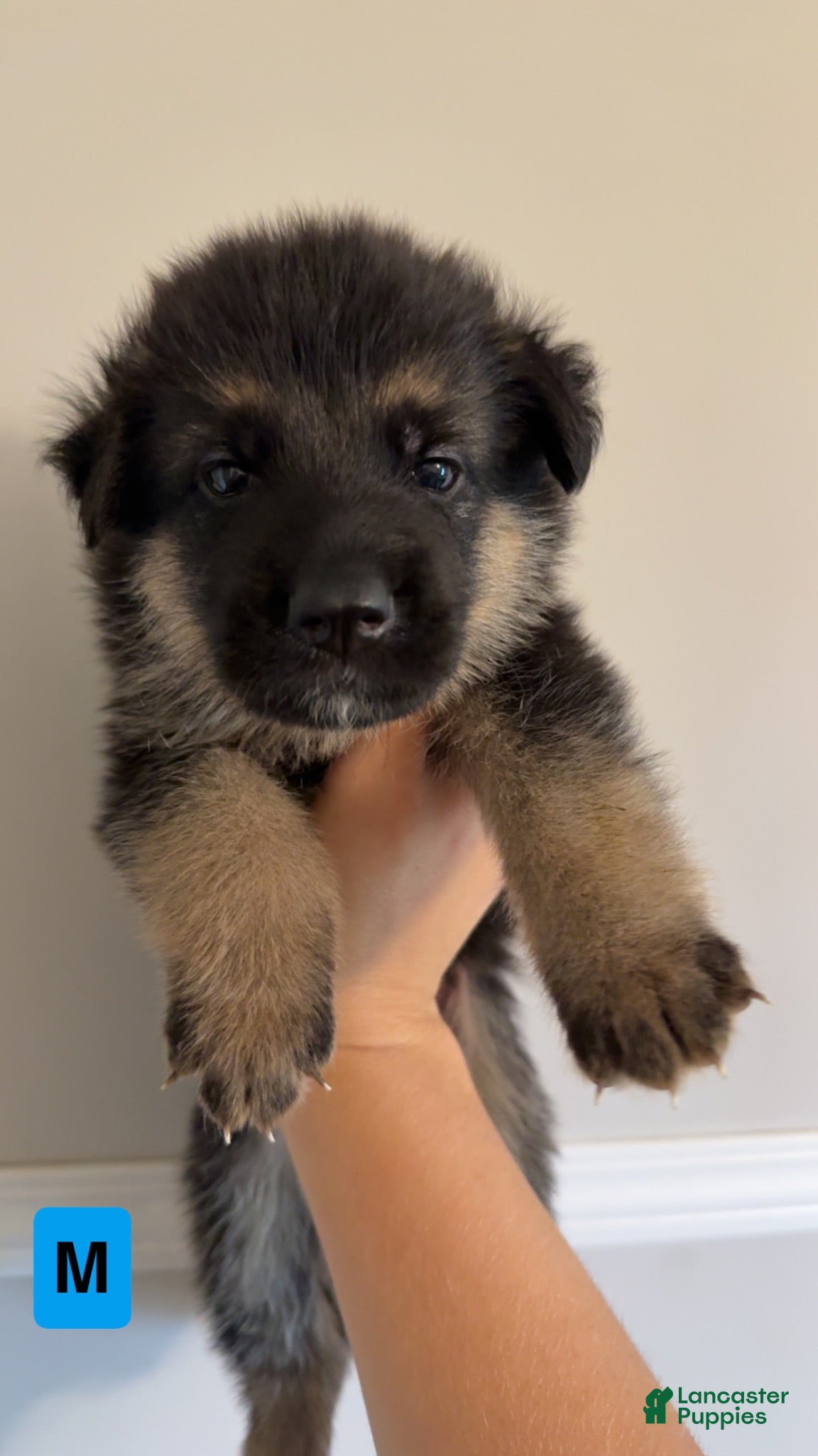 German Shepherd dogs 8 German Shepherd Puppies!  - Ad 2