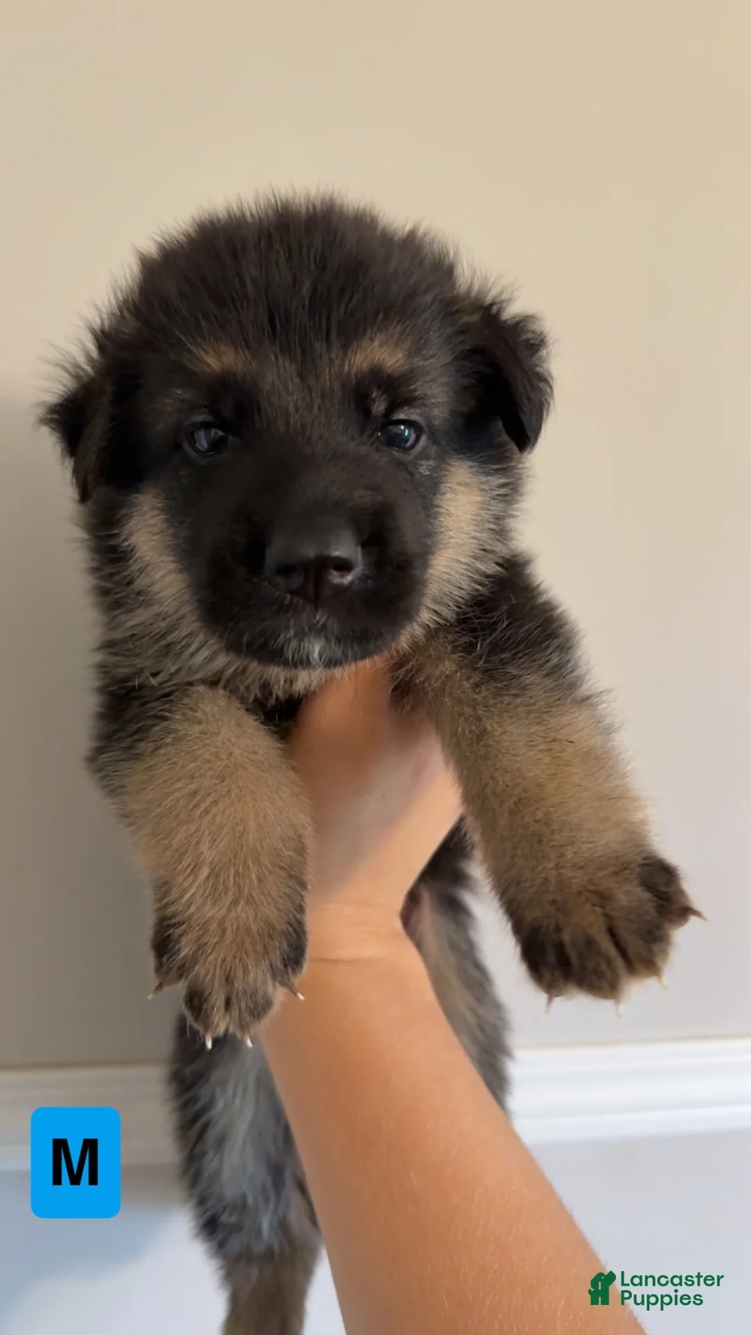 German Shepherd dogs for sale: 8 German Shepherd Puppies!  - Ad 2