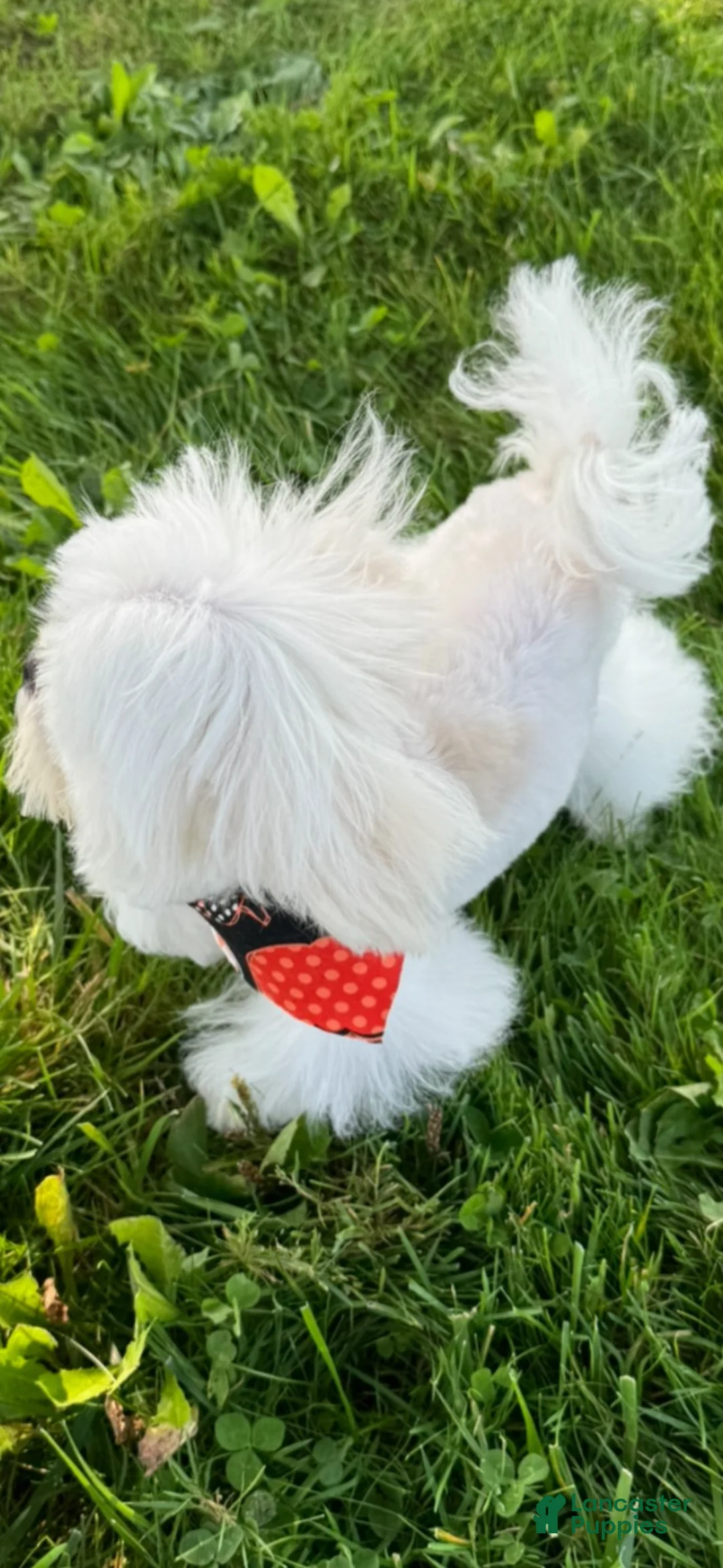 Maltese dogs for sale: Armani - Ad 3