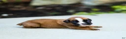 Boxer dogs for sale: Nora Boxer  - Ad 9