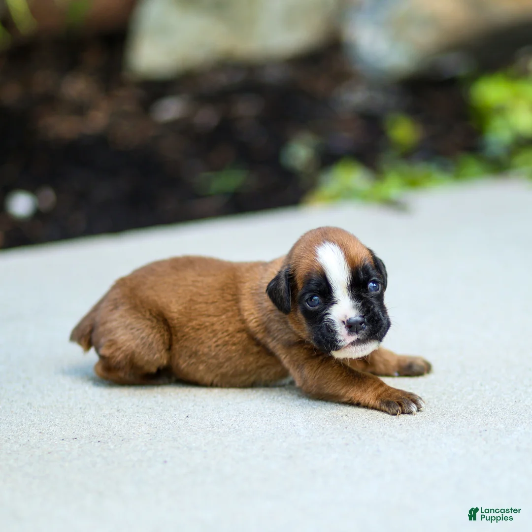 Boxer dogs for sale: Nora Boxer  - Ad 9