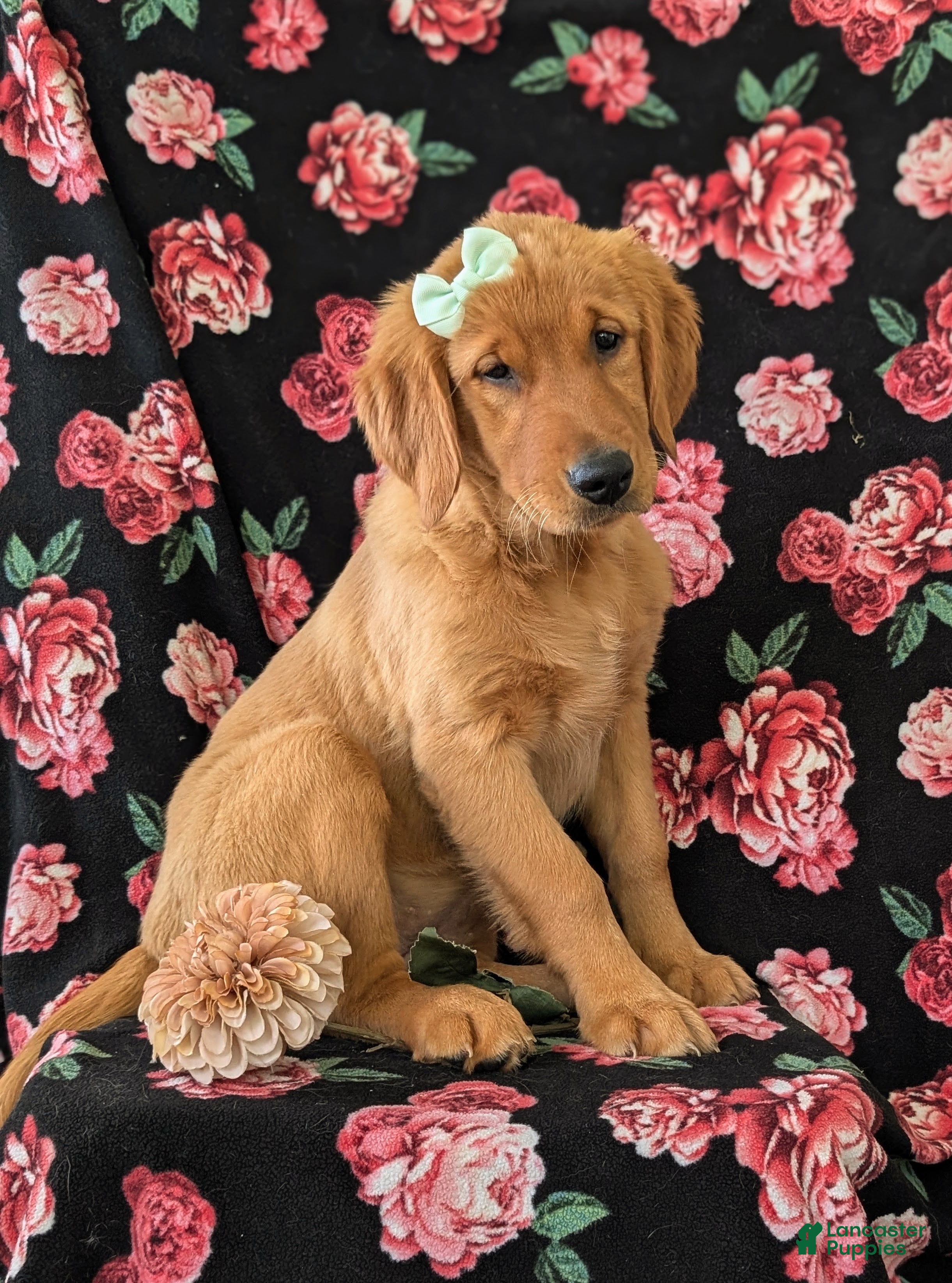 Golden Retriever dogs Abbie AKC Reg - Ad 1