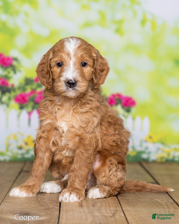 Goldendoodle dogs Cooper - Ad 2