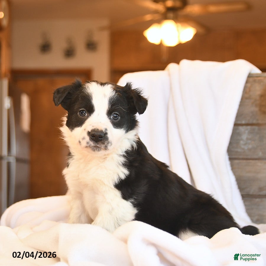 Mixed Breed dogs Nutmeg - Ad 2