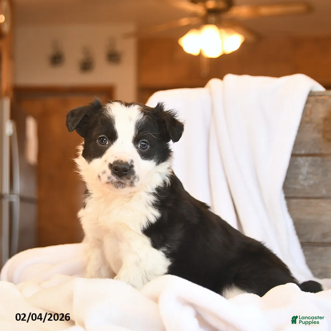 Mixed Breed dogs for sale: Nutmeg - Ad 2