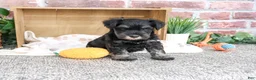 Miniature Schnauzer dogs for sale: Thornton - Ad 3