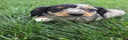 Miniature Dachshund dogs for sale: Smokie - Ad 6