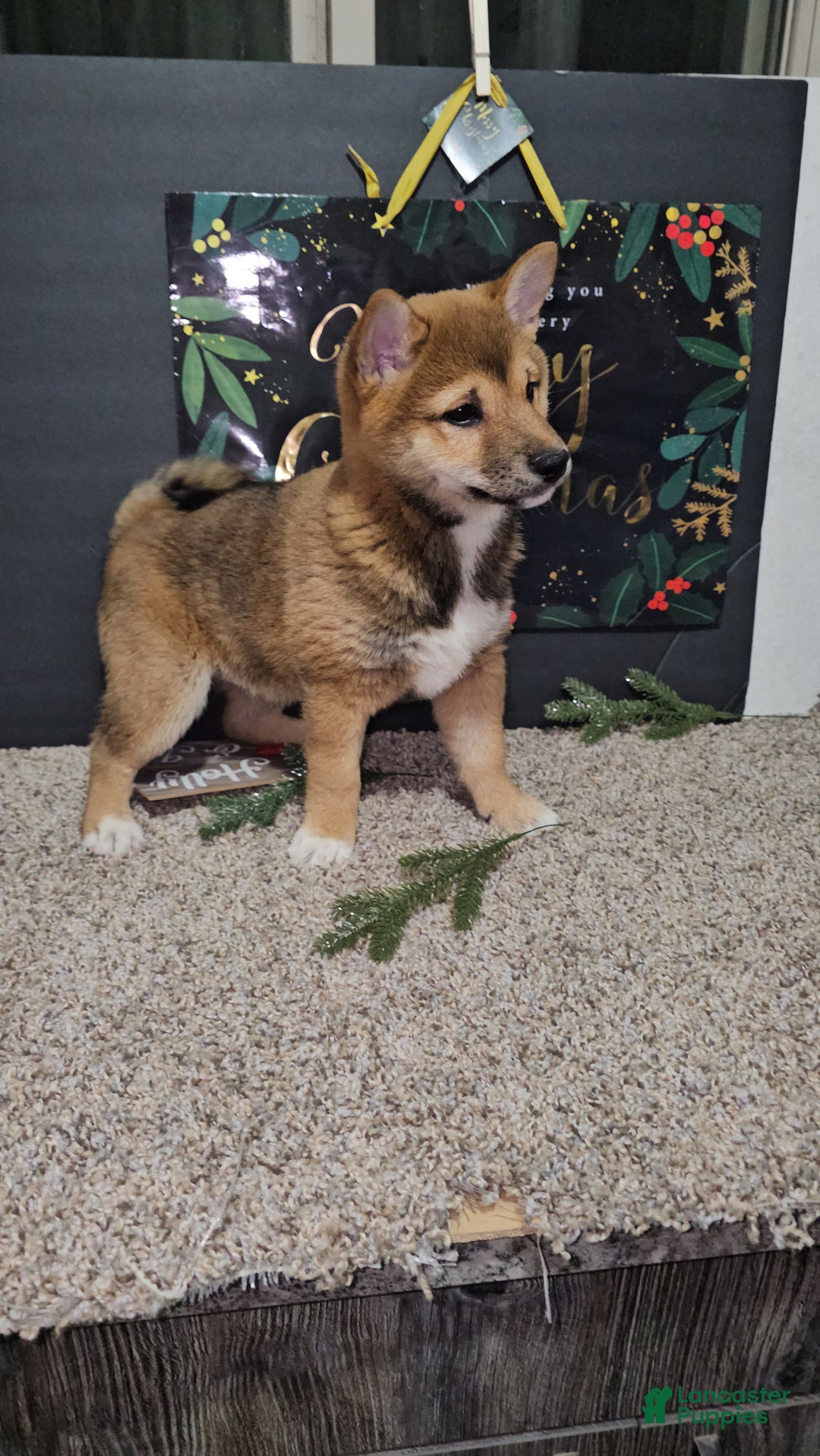 Shiba Inu dogs for sale: Koda - Ad 2
