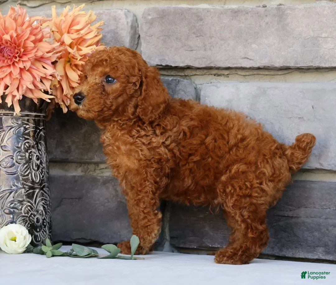 Miniature Poodle dogs for sale: Nash - Ad 2