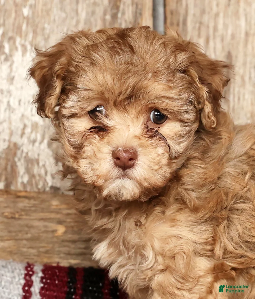 Havapoo dogs for sale: Sophie - Ad 9