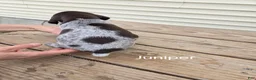 German Shorthaired Pointer dogs for sale: Juniper  - Ad 4
