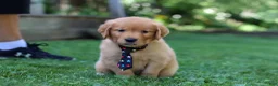 Golden Retriever dogs for sale: Benson - Ad 5