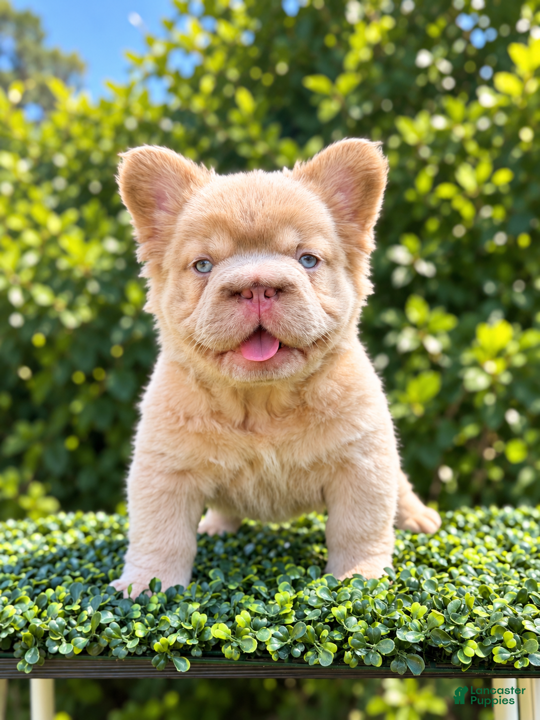 French Bulldog dogs DRAKE - Ad 31