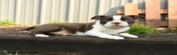 Boston Terrier dogs for sale: Mercury - Ad 2