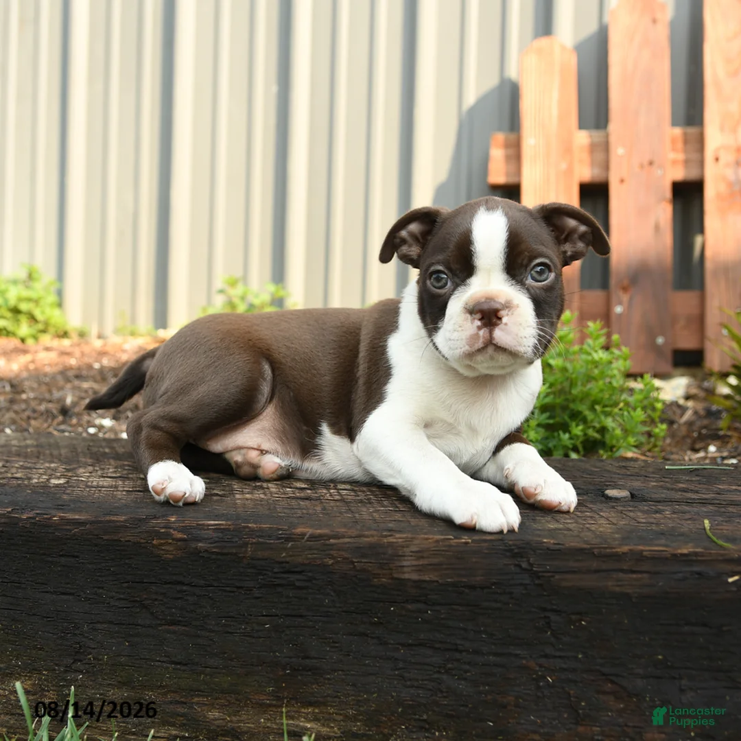 Boston Terrier dogs for sale: Mercury - Ad 2