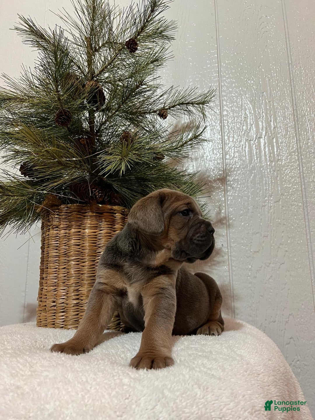 Cane Corso dogs for sale: Hailey - Ad 3