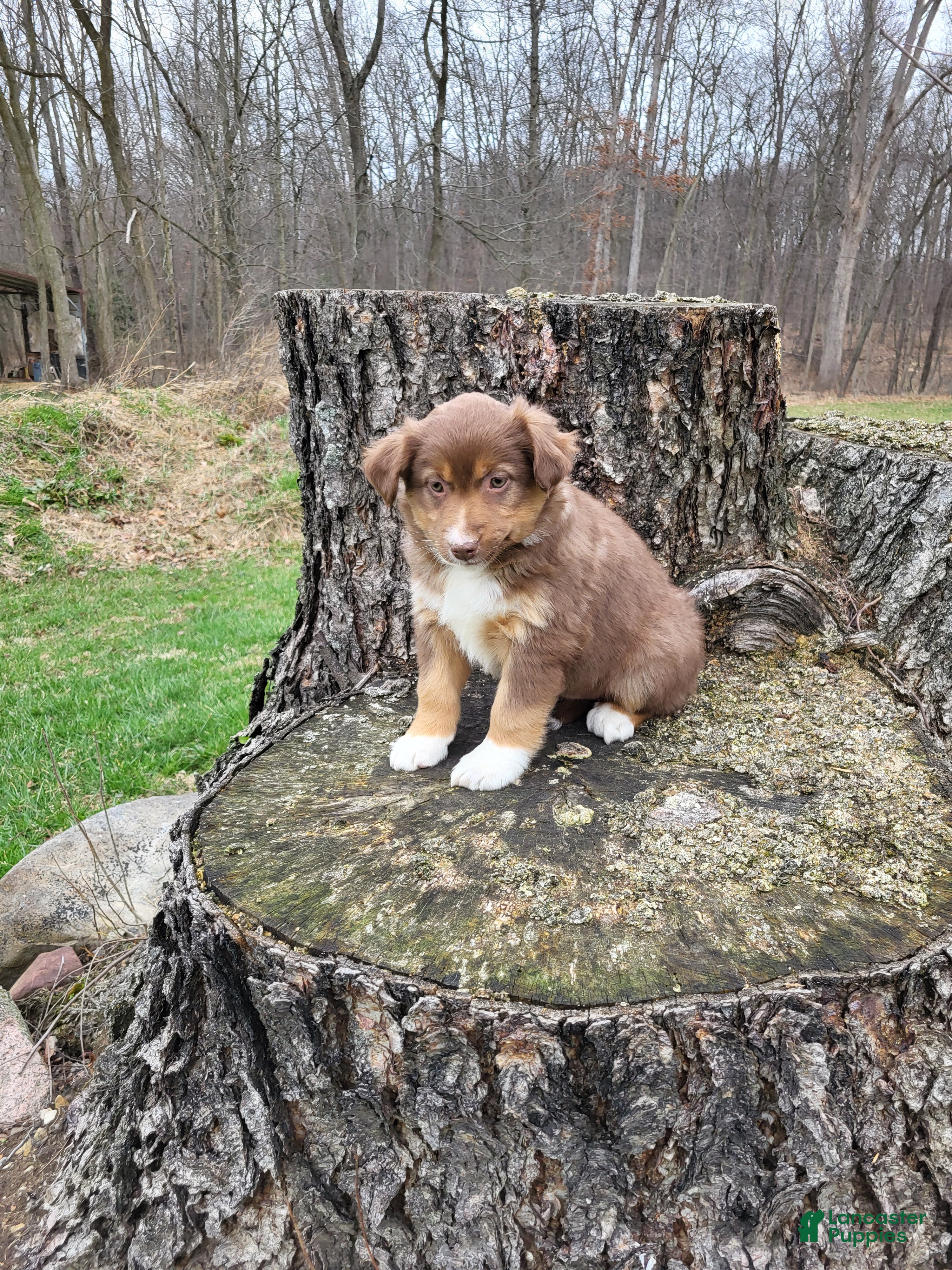 Australian Shepherd dogs Pam - Ad 2