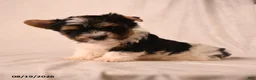 Biewer Terrier dogs for sale: Charlotte - Ad 5