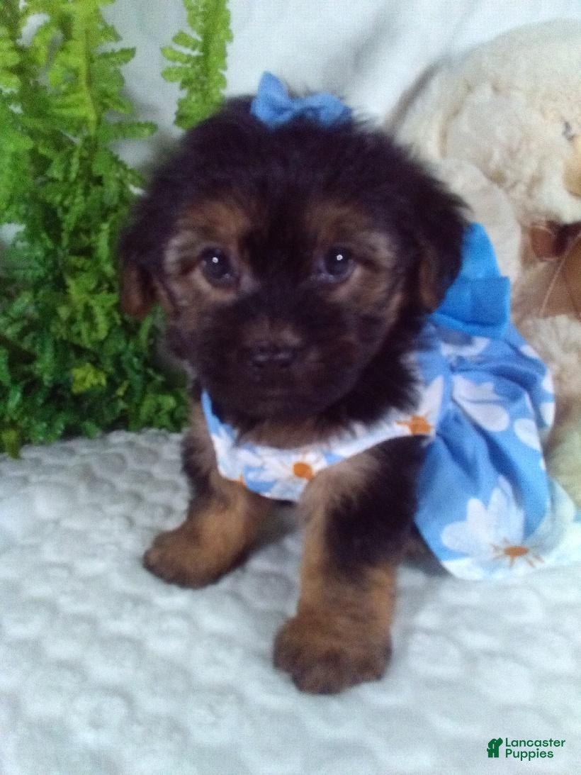 Yochon dogs Gabby - Ad 1