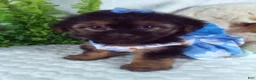 Yochon dogs for sale: Gabby - Ad 1