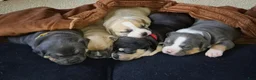 American Bully dogs for sale: American Bully Puppy 5 - Ad 7
