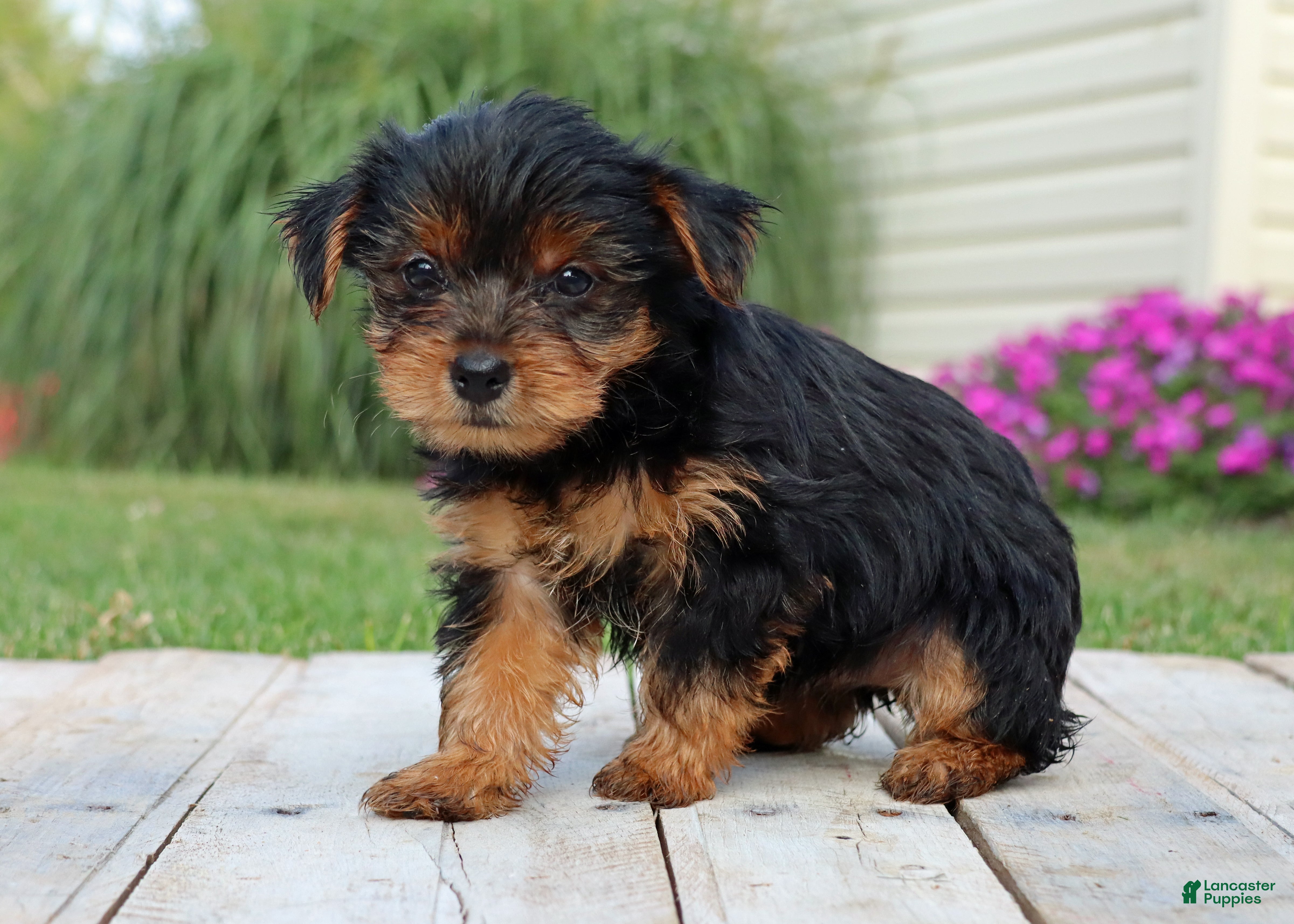 Yorkshire Terrier dogs Mocha  - Ad 2