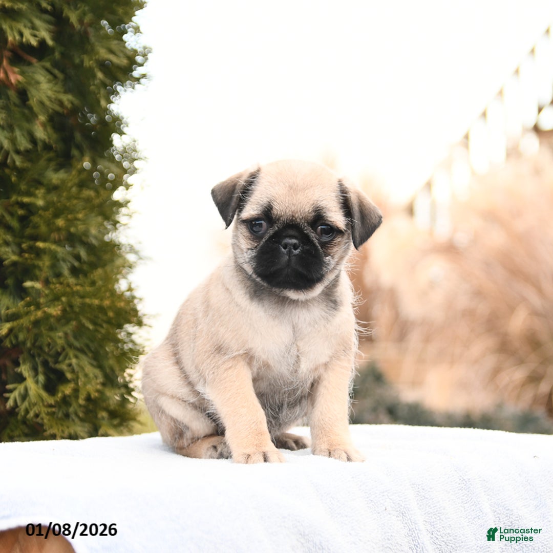 Mixed Breed dogs for sale: Mandy - Ad 2