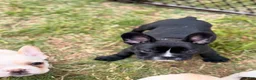 French Bulldog dogs for sale: Milk Puppy 4 - Ad 4
