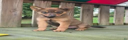 Mixed Breed dogs for sale: AXLE - Ad 3