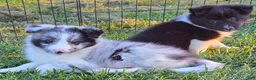 Shetland Sheepdog dogs for sale: Giggles - Ad 4