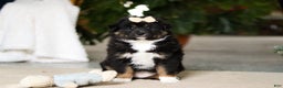 Miniature Australian Shepherd dogs for sale: Tracy - Ad 1