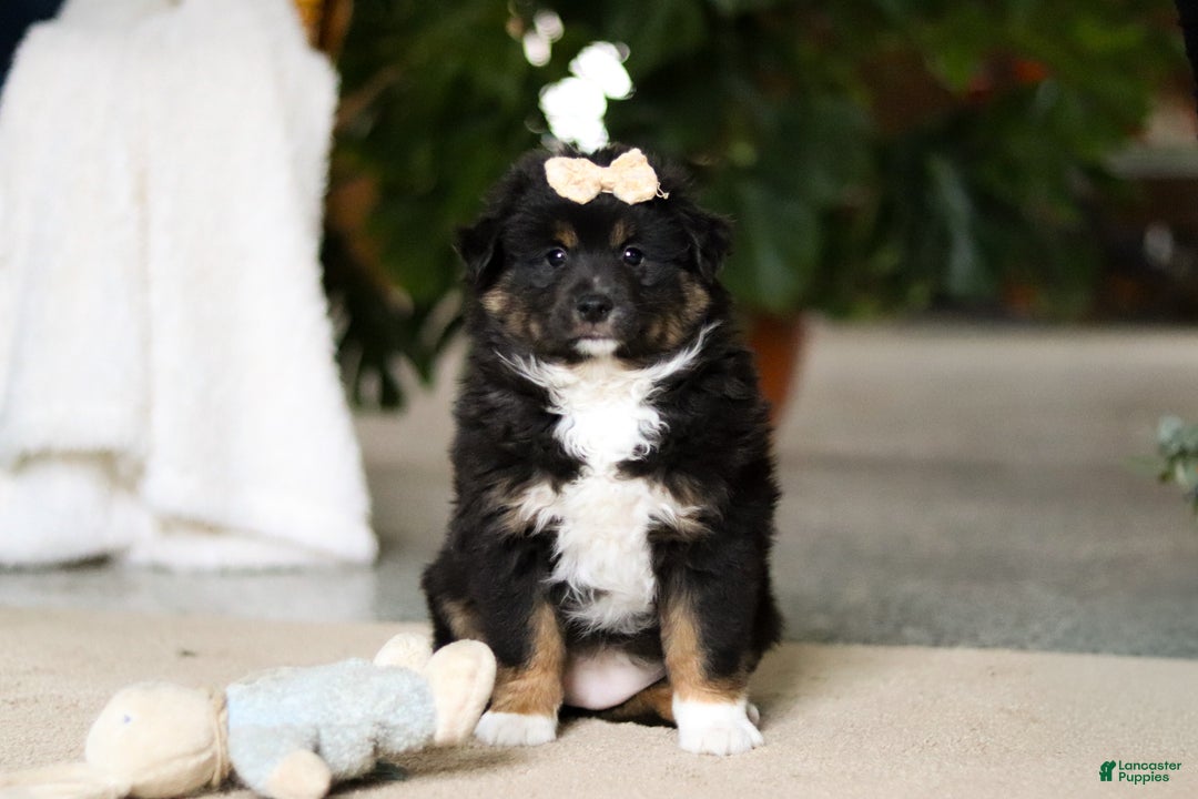 Miniature Australian Shepherd dogs for sale: Tracy - Ad 1