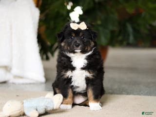 Miniature Australian Shepherd dogs for sale: Tracy - Ad 2