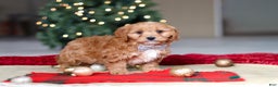 Cavapoo dogs for sale: Ollie - Ad 2