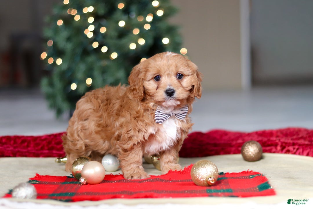 Cavapoo dogs for sale: Ollie - Ad 2
