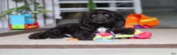 Cocker Spaniel dogs for sale: Jace - Ad 7