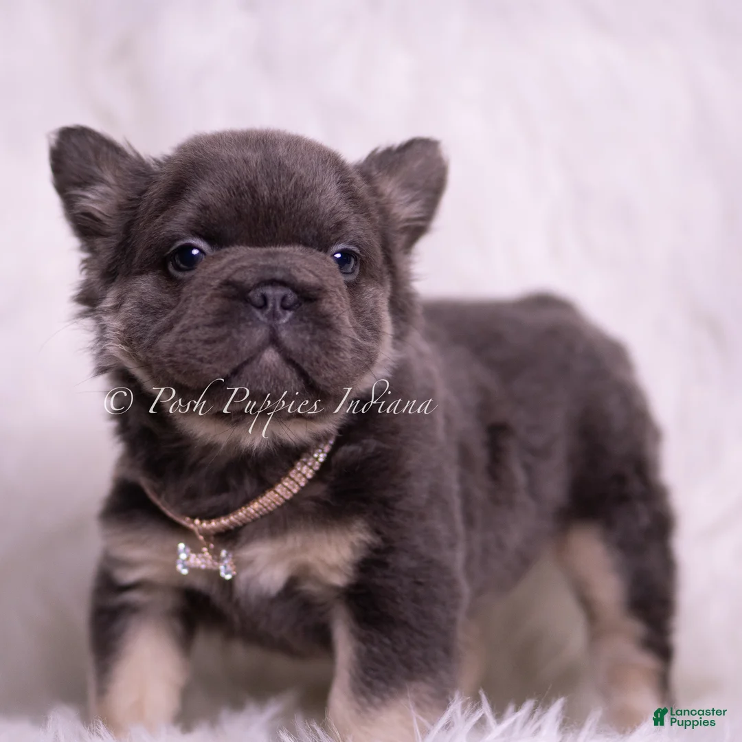 French Bulldog dogs for sale: Bougie - Ad 5