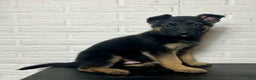 German Shepherd dogs for sale: Denver - Ad 6