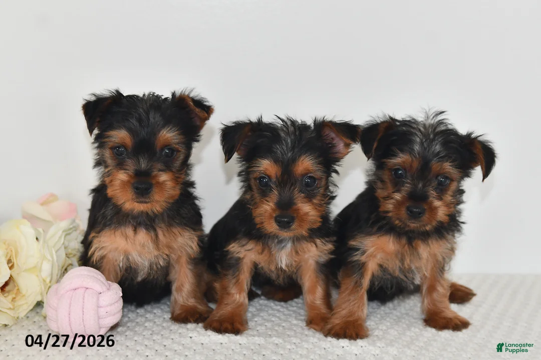 Yorkshire Terrier dogs for sale: Lula - Ad 10