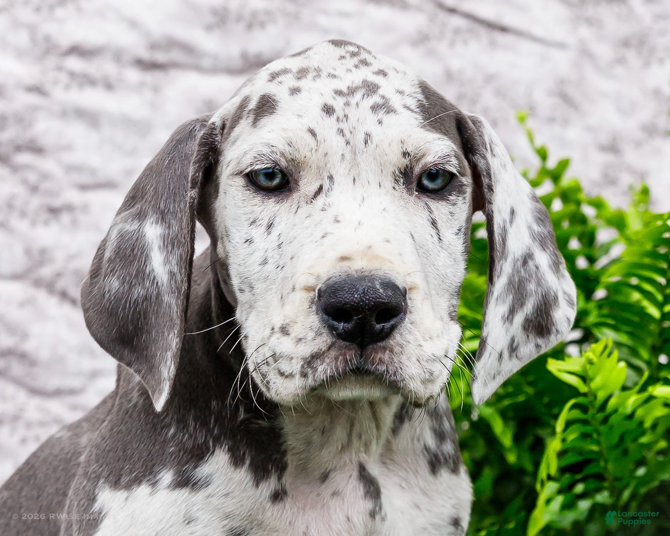 Great Dane dogs Kara - Ad 2