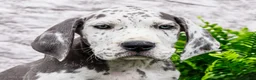 Great Dane dogs for sale: Kara - Ad 2