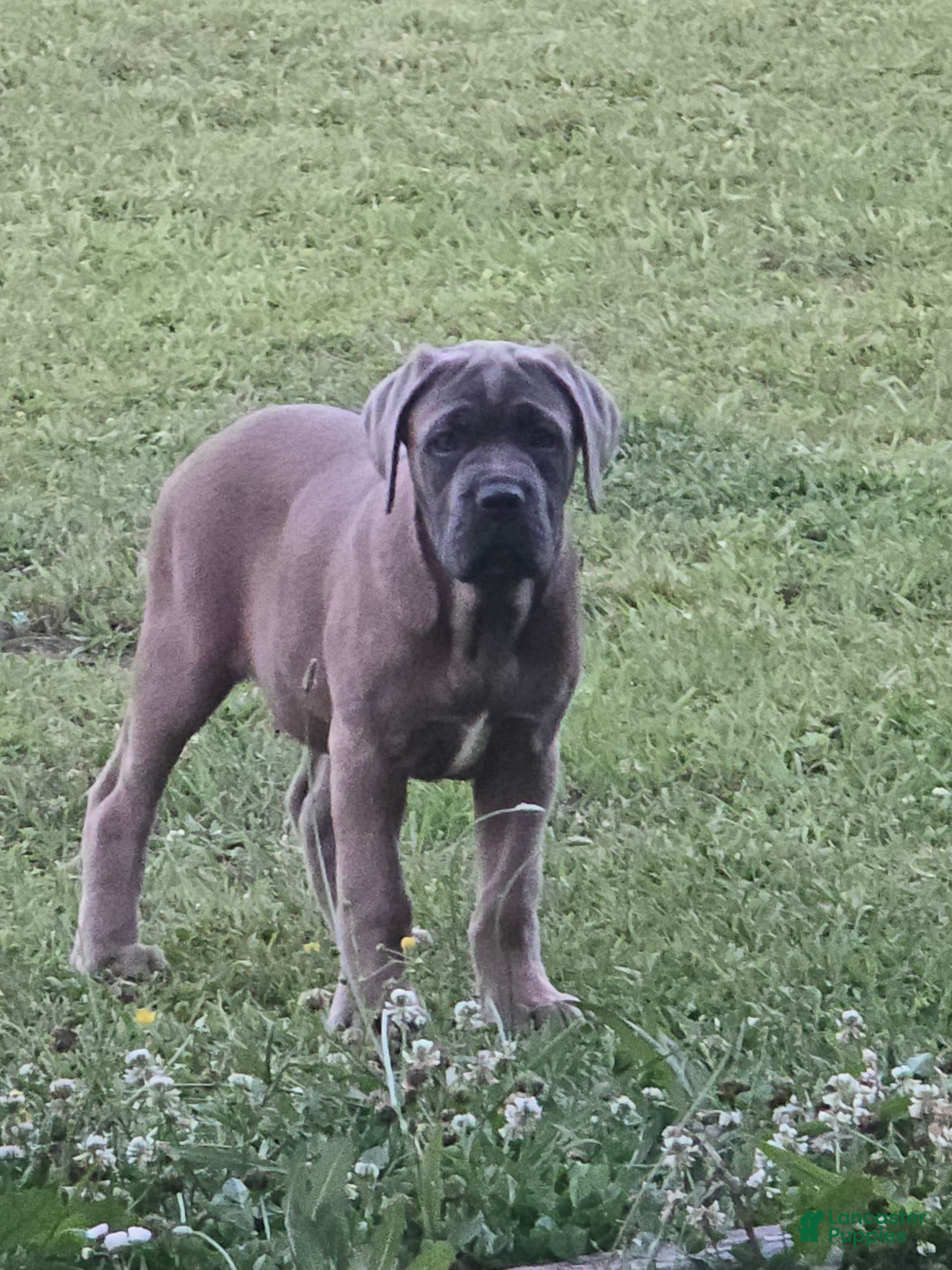 Cane Corso dogs Cane Corso Puppy 7 - Ad 2
